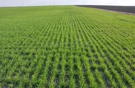 石家庄市发布小麦播种基础分析及冬前管理建议 浇好越冬水 预防小麦冻害