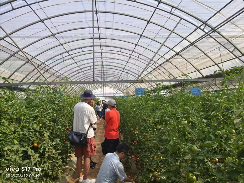 中国园艺学会番茄分会2025年学术年会在石家庄召开——举办34场学术报告，670...