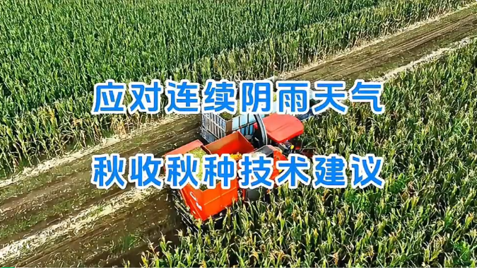 秋收遇上连阴雨,河北农技专家支招