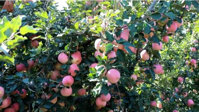 文旅融合让特色农业活力倍增——石家庄市积极探索拓宽乡村致富新路径