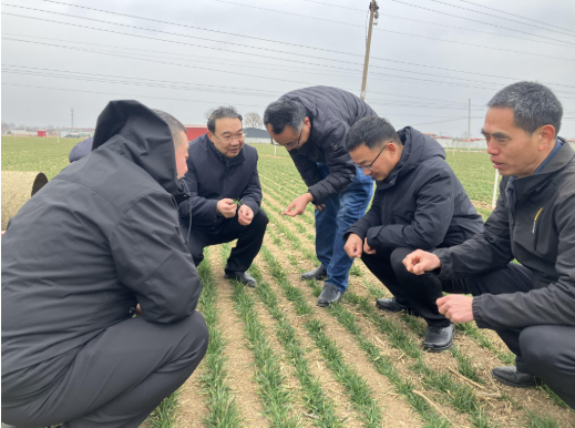 石家庄市扎实开展冬小麦春季管理技术指导服务