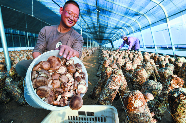 丰富京津“菜篮子” 鼓起农民“钱袋子”——“石家庄净菜”兴产业惠民生