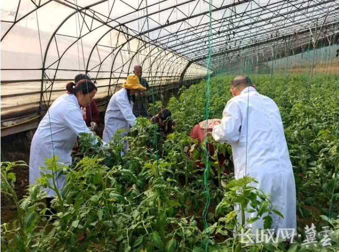 雪中送“技” 专家支招蔬菜育苗棚室应对降雪天气