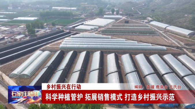 乡村振兴在行动丨石家庄:科学种植管护 拓展销售模式 打造乡村振兴示范