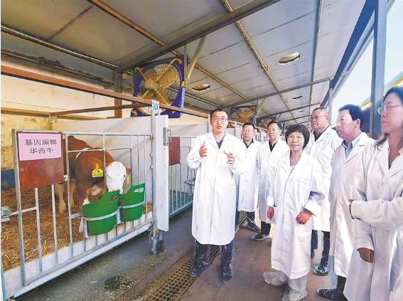 基因编辑“双肌”华西牛在河北诞生—— 这头小牛犊比同龄牛壮一圈